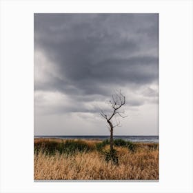 Lonely Tree At The Beach Canvas Print