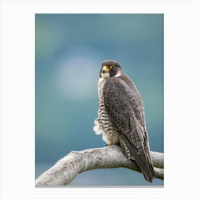 Peregrine Falcon Canvas Print