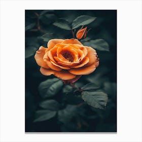 Orange Rose 21 Canvas Print