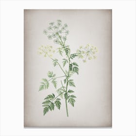 Vintage Hemlock Flowers Botanical on Parchment n.0508 Canvas Print