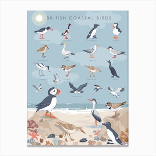 British Coastal Birds Canvas Print
