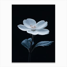 White Flower Canvas Print