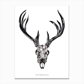 The Deer Skull Canvas Print