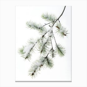 Pine Branch Covered in Snow Canvas Print