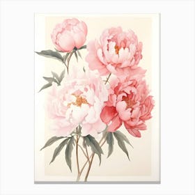 Pink Peonies 5 Canvas Print