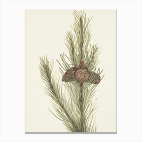 Pine Cones 5 Canvas Print