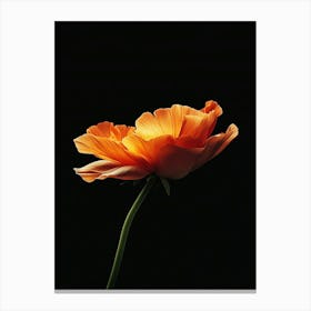 Orange Poppy 2 Canvas Print