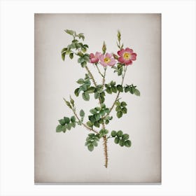 Vintage Prickly Sweetbriar Rose Botanical on Parchment n.0094 Canvas Print