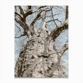 Baobab Tree In Africa Canvas Print