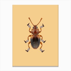 Billy The Booted Beetle Canvas Print