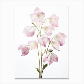 Pressed Wildflower Botanical Art Twinflower 2 Canvas Print