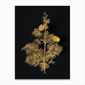 Vintage Mediterranean Cypress Botanical in Gold on Black n.0046 Canvas Print