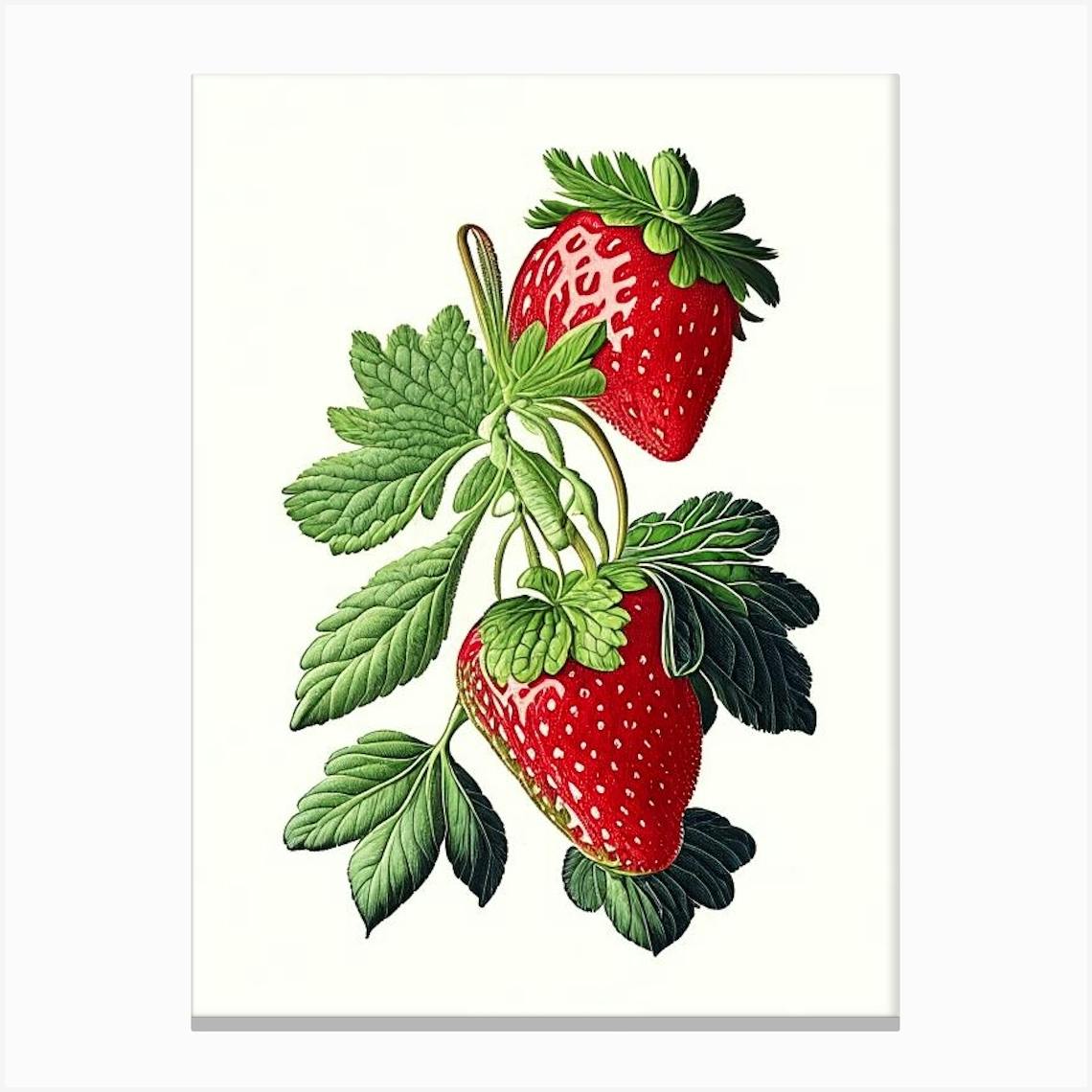 Strawberry plant vector drawing. Isolated hand drawn berry bush Stock  Vector | Adobe Stock