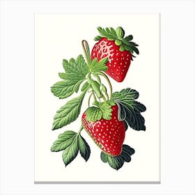 Strawberry Plant,, Fruit, Vintage Botanical Drawing Canvas Print