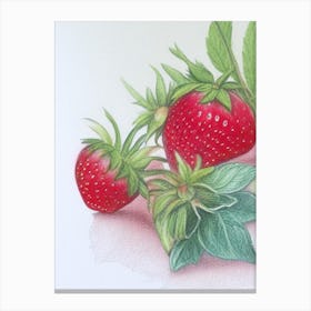 June Bearing Strawberries, Plant, Pencil Colour Canvas Print