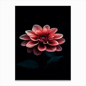 Dahlia Flower 16 Canvas Print