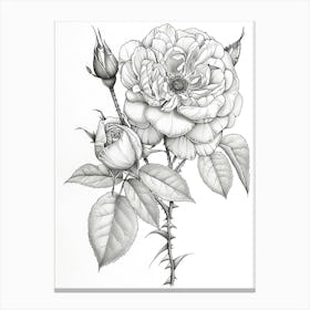 Roses Sketch 19 Canvas Print