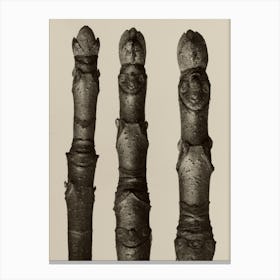 Aesculus Parviflora, Karl Blossfeldt Canvas Print