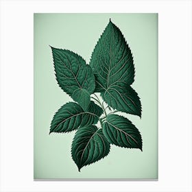 Australian Native Mint Leaf Vintage Botanical 1 Canvas Print