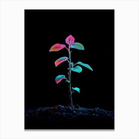 Plant Growing On Black Background 3 Canvas Print