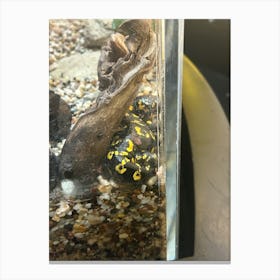 Black And Yellow Frog Canvas Print