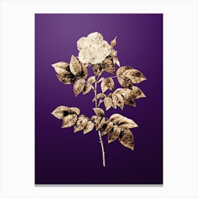 Gold Botanical Leschenault's Rose on Royal Purple n.1134 Canvas Print