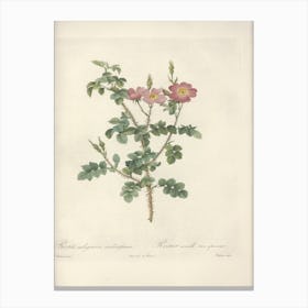 Rose Illustration, Pierre Joseph Redoute, Pierre Joseph Redoute(144) Canvas Print