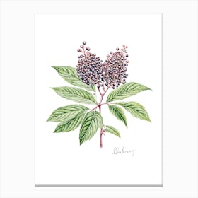 English Hedgerow Elderberry - Botanical Wall Print Set | Floral Collection Art Print Canvas Print