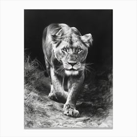 Barbary Lion Charcoal Drawing Lioness 4 Canvas Print