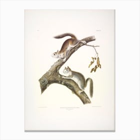 Downy Squirrel, John James Audubon Canvas Print