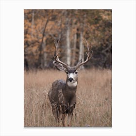 Buck Mule Deer In Colorado Canvas Print