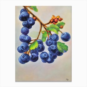 Huckleberry Vintage Sketch Fruit Canvas Print