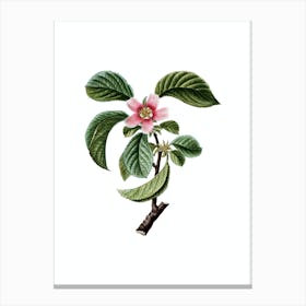 Vintage Chinese Quince Botanical Illustration on Pure White n.0700 Canvas Print