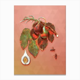 Vintage Fig Botanical Art on Peach Pink Canvas Print