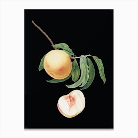 Vintage Duracina Peach Botanical Illustration on Solid Black n.0625 Canvas Print