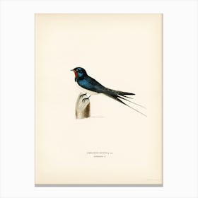 Barn Swallow Male (Chelidon Rustica), The Von Wright Brothers Canvas Print