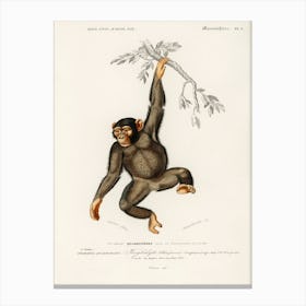 Chimpangze, Charles Dessalines D'Orbigny Canvas Print