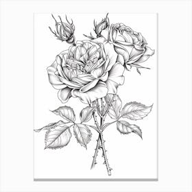 Roses Sketch 33 Canvas Print