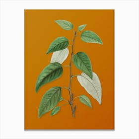 Vintage Balsam Poplar Leaves Botanical on Sunset Orange Canvas Print