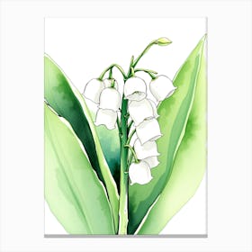 Lily Of The Valley Watercolor 1 Canvas Print