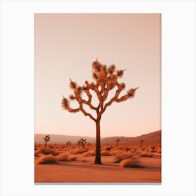  Photograph Of A Joshua Tree At Dawn In Desert 1 Canvas Print