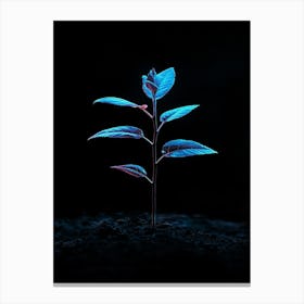 Small Plant On A Black Background Canvas Print