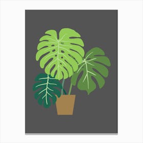 Monstera Plant Canvas Print