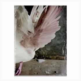 White Swan Pink Hue Canvas Print