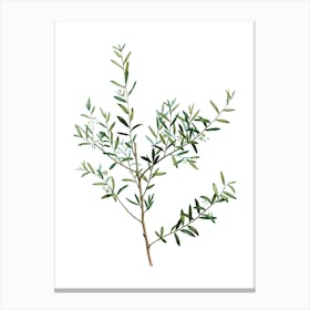 Vintage Myrtle Dahoon Branch Botanical Illustration on Pure White n.0419 Canvas Print