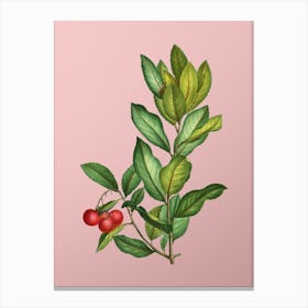 Vintage Strawberry Tree Branch Botanical on Soft Pink Canvas Print