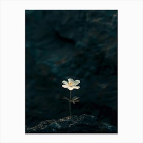 Single Flower On A Rock Canvas Print