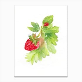 Wild Strawberry Wildflower Watercolour Canvas Print