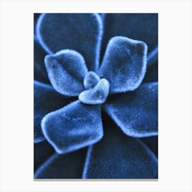 Blue Succulent Canvas Print