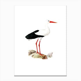 Vintage White Stork Bird Illustration on Pure White Canvas Print